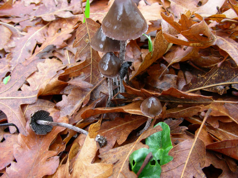 Bosco di Quercia e Panaeolus?