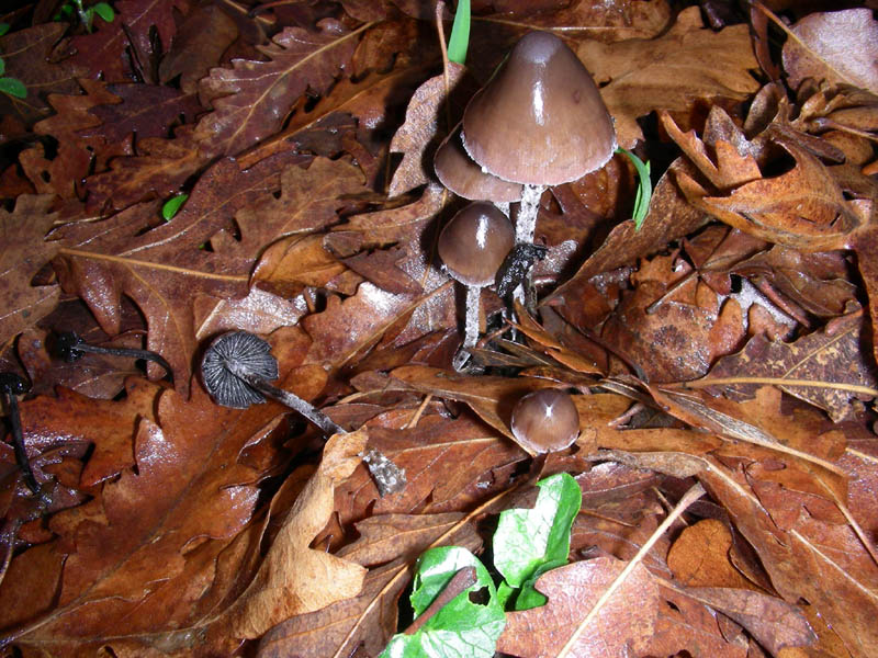 Bosco di Quercia e Panaeolus?