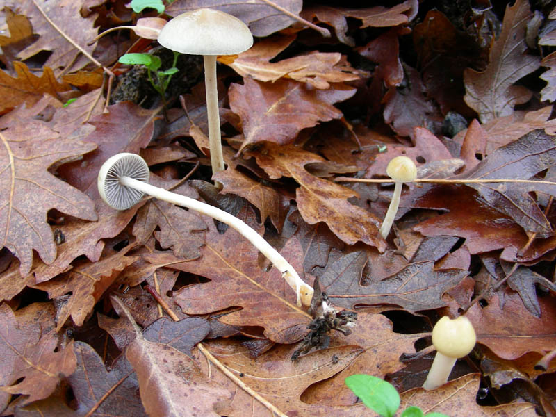 Altro ritrovamento sotto Quercia.