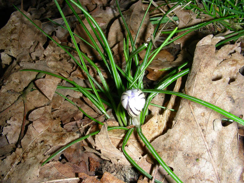 Crocus biflorus