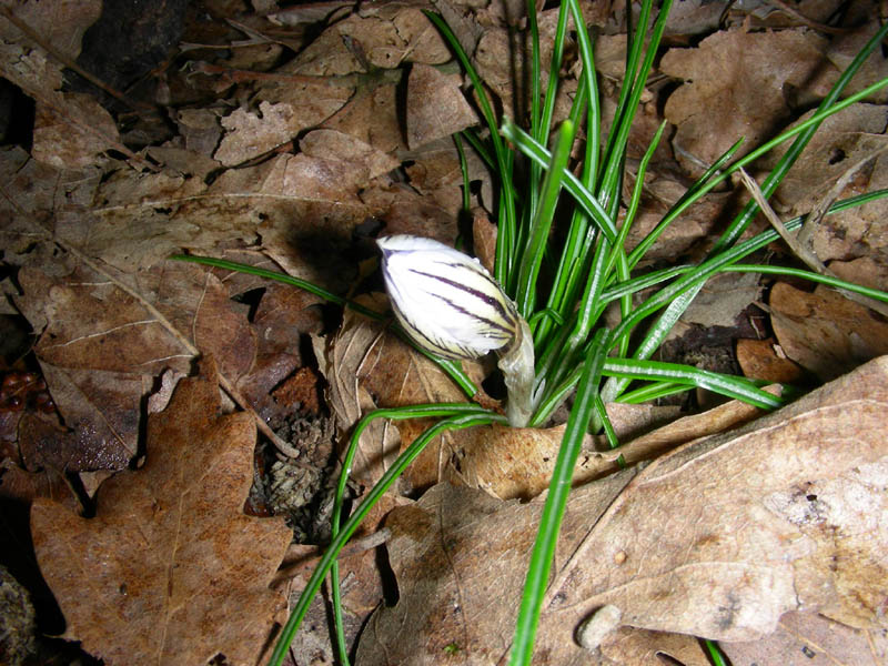 Crocus biflorus