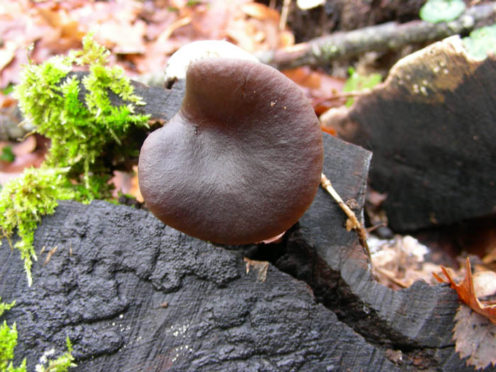 Pseudoclitocybe cyathiformis 06.01.09