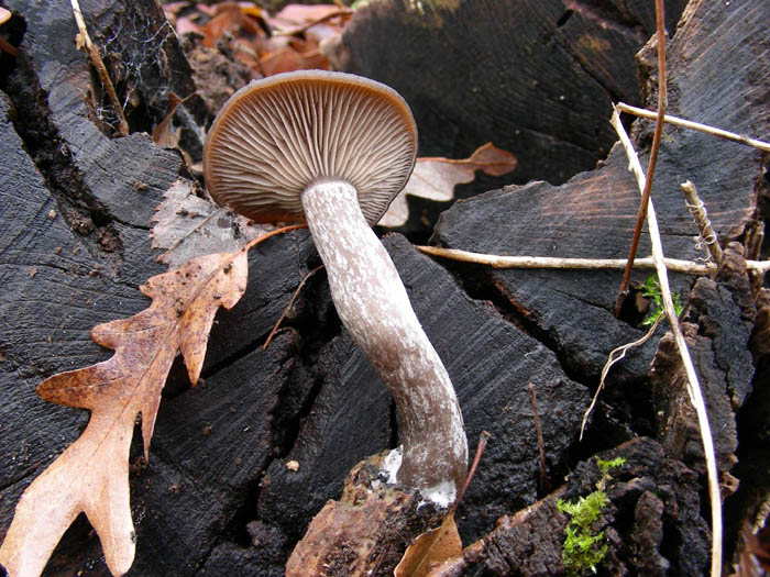 Pseudoclitocybe cyathiformis 06.01.09