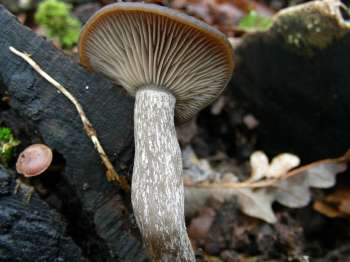 Pseudoclitocybe cyathiformis 06.01.09