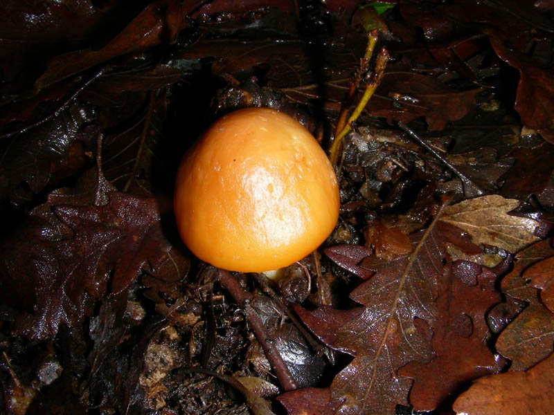 Hygrophorus nemoreus. fotog. 09.01.09.