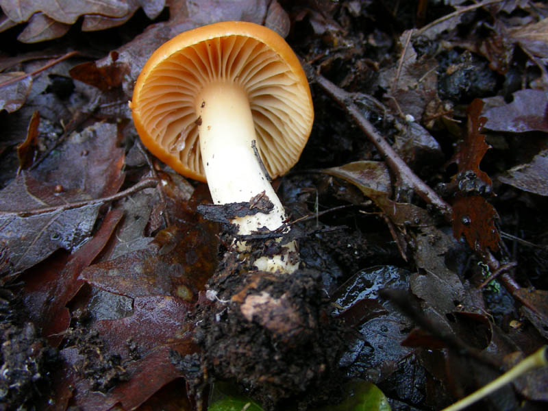 Hygrophorus nemoreus. fotog. 09.01.09.