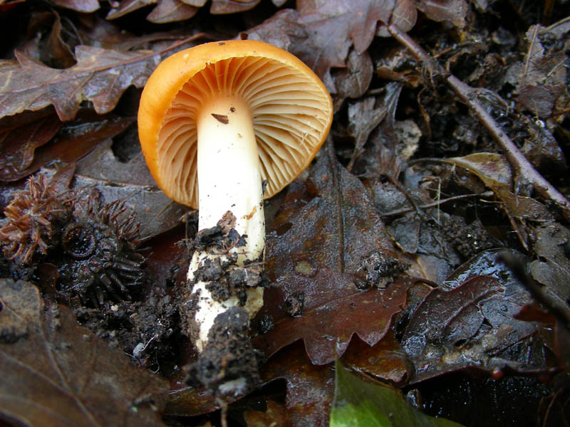 Hygrophorus nemoreus. fotog. 09.01.09.