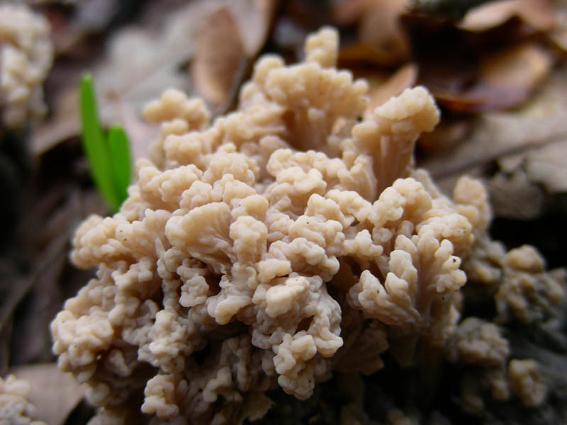 Sembra una Ramaria (cfr. Clavulina cinerea)