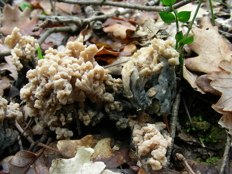 Sembra una Ramaria (cfr. Clavulina cinerea)