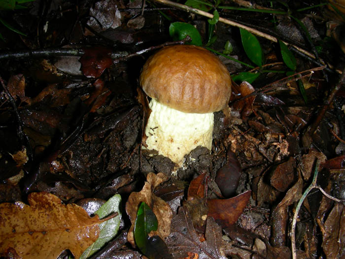 Leccinum lepidum fotog.16.01.09.