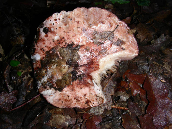 Hygrophorus russula.