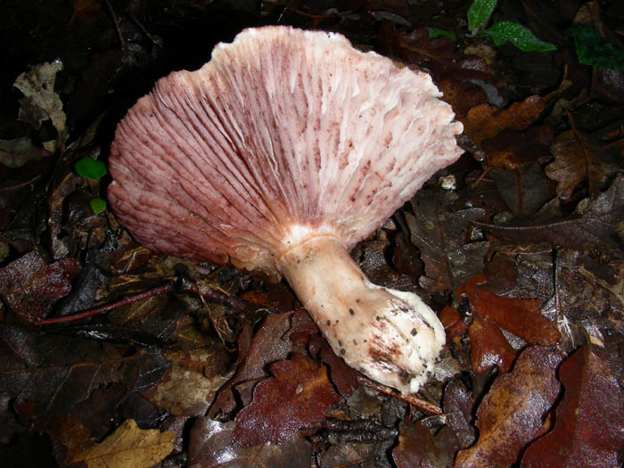 Hygrophorus russula.