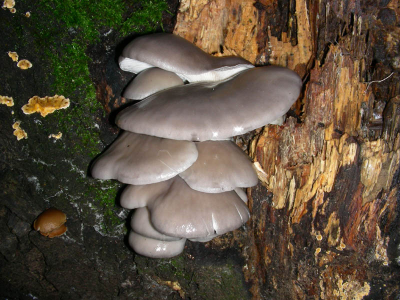 Pleurotus ostreatus fotog.16.01.09.