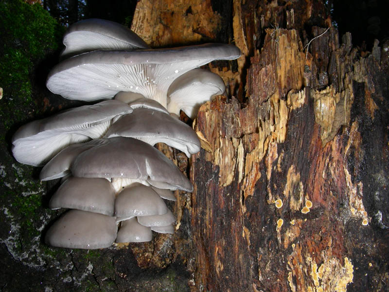 Pleurotus ostreatus fotog.16.01.09.