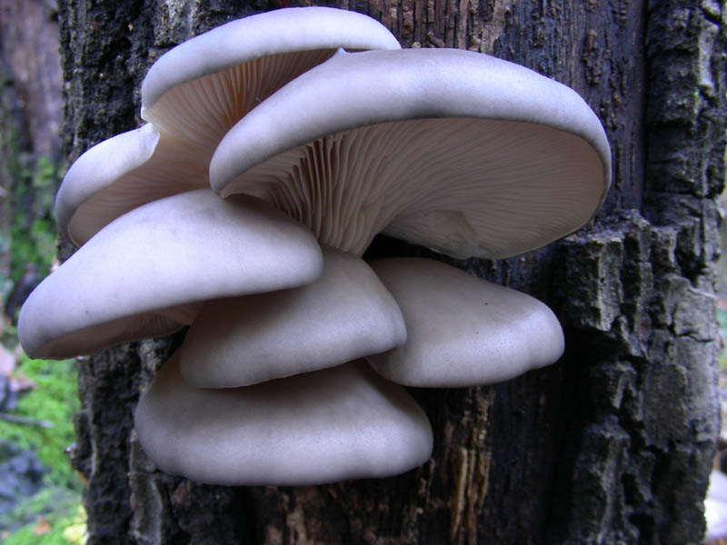 Pleurotus ostreatus fotog.16.01.09.