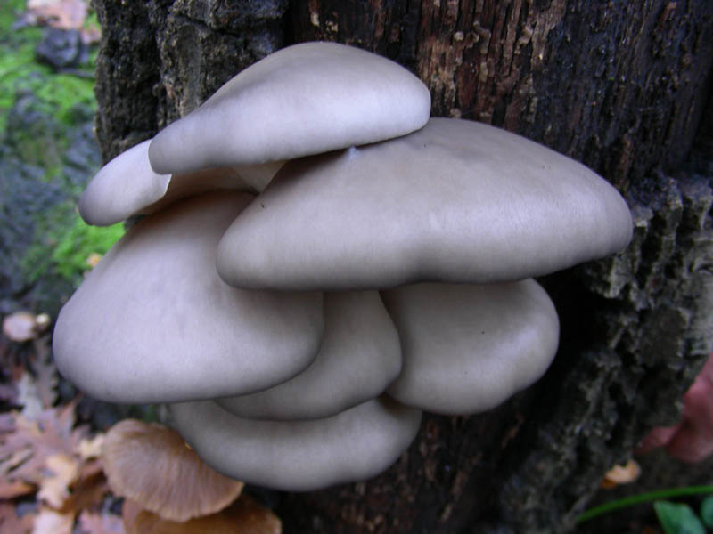 Pleurotus ostreatus fotog.16.01.09.