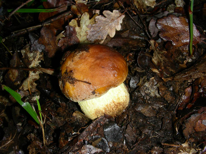 Leccinum lepidum fotog.16.01.09.