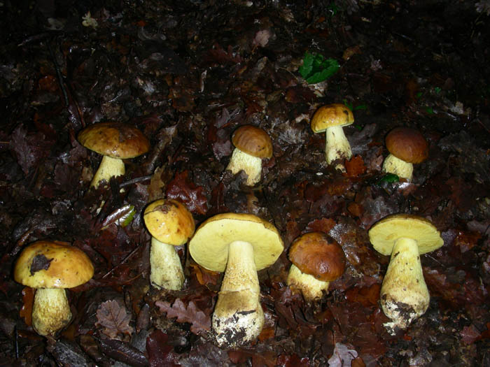 Leccinum lepidum fotog.16.01.09.