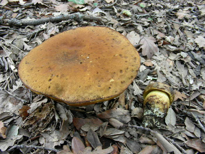 Leccinum lepidum fotog.30.01.09.