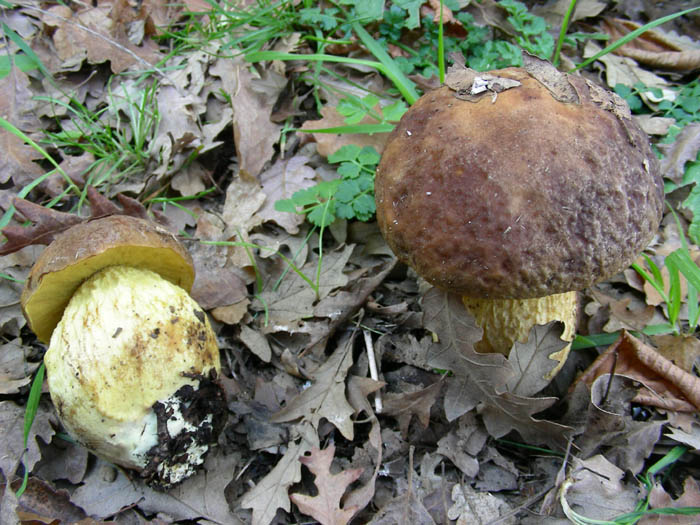 Leccinum lepidum fotog.30.01.09.