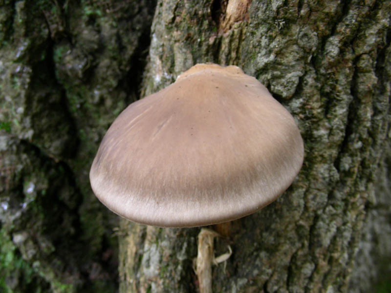 Pleurotus ostreatus fotog.03.02.09.