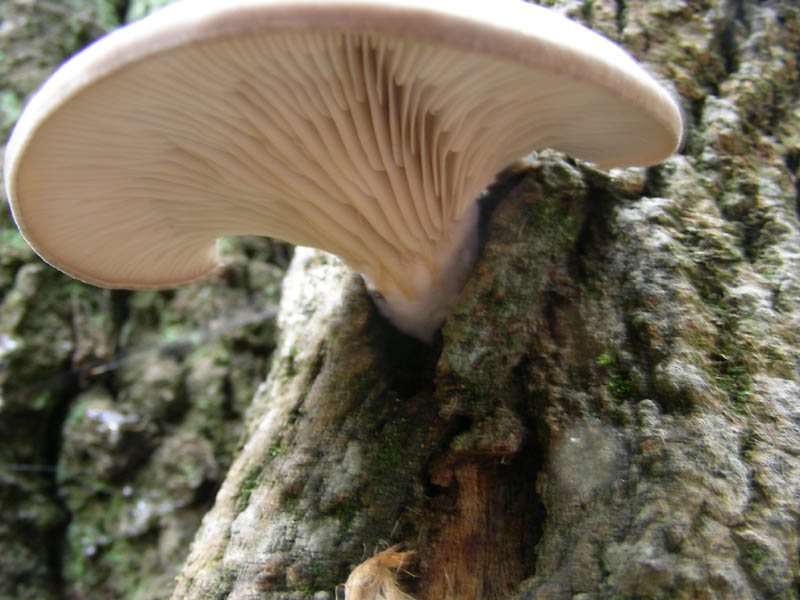 Pleurotus ostreatus fotog.03.02.09.