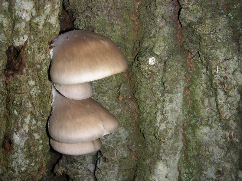 Pleurotus ostreatus fotog.03.02.09.