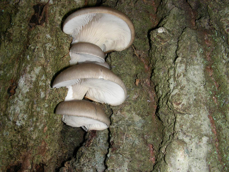 Pleurotus ostreatus fotog.03.02.09.