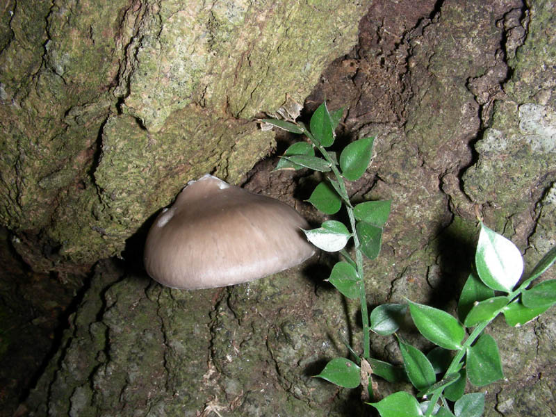 Pleurotus ostreatus fotog.03.02.09.