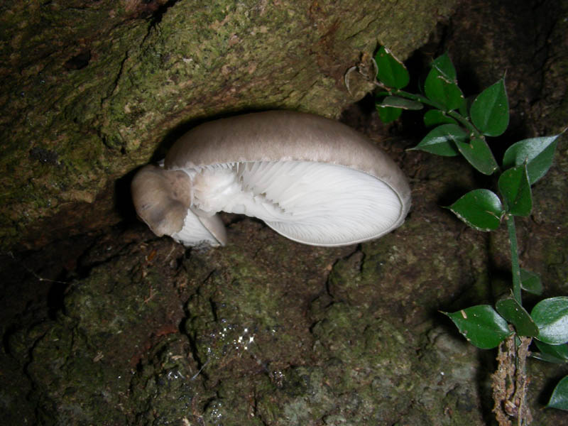 Pleurotus ostreatus fotog.03.02.09.