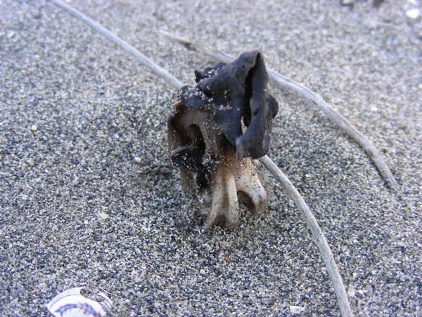 Helvella lacunosa fotog. 20.02.09.