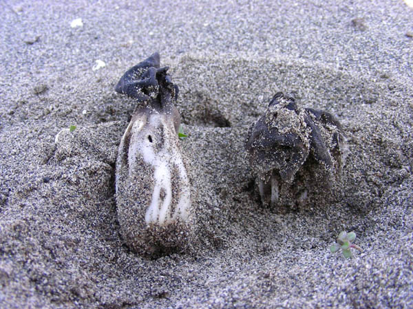 Helvella lacunosa fotog. 20.02.09.