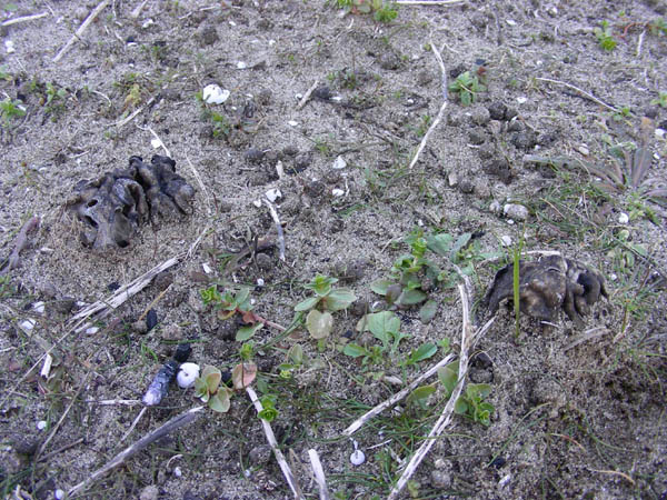 Helvella lacunosa fotog. 20.02.09.