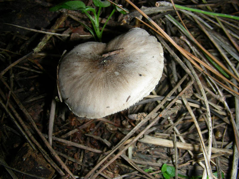 1)ritrovamento del 26.03.10.Pluteus?