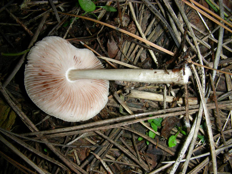 1)ritrovamento del 26.03.10.Pluteus?