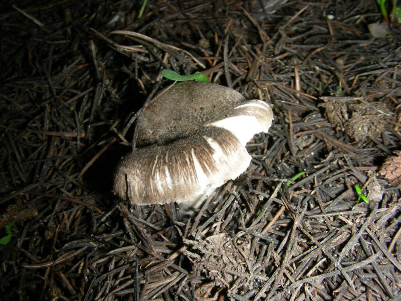 3)Tricoloma fotog.il 26.03.2010 (Tricholoma terreum s.l.)