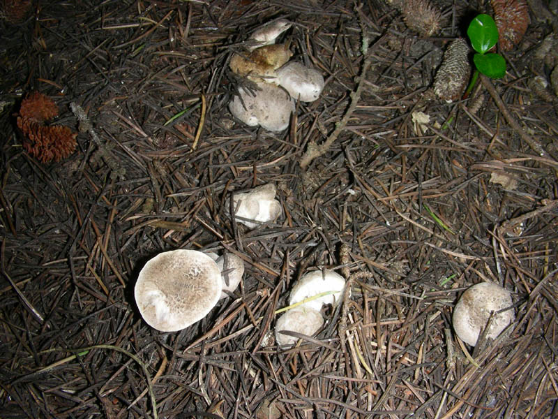 4)Tricoloma fotog. il 26.03.10. (Tricholoma gausapatum)