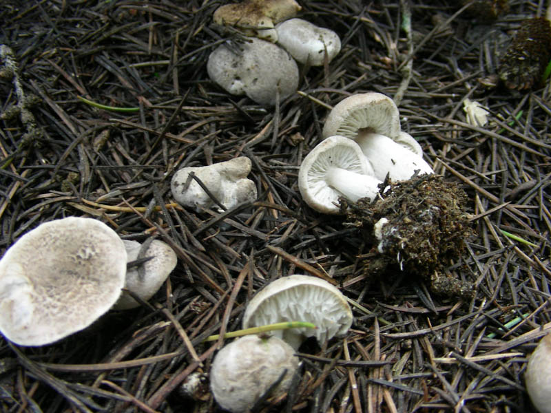 4)Tricoloma fotog. il 26.03.10. (Tricholoma gausapatum)