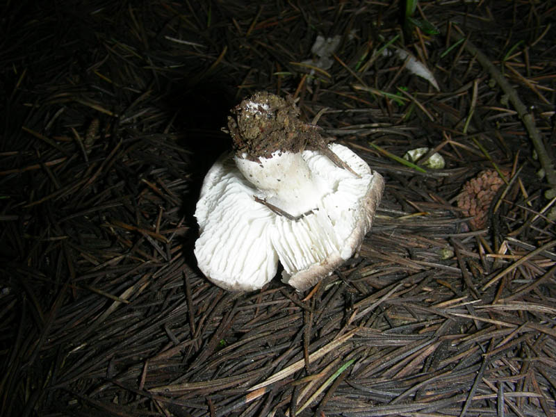 3)Tricoloma fotog.il 26.03.2010 (Tricholoma terreum s.l.)