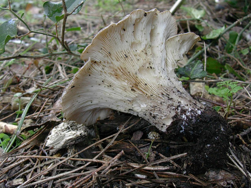 Vecchio ritrovamento  di gennaio