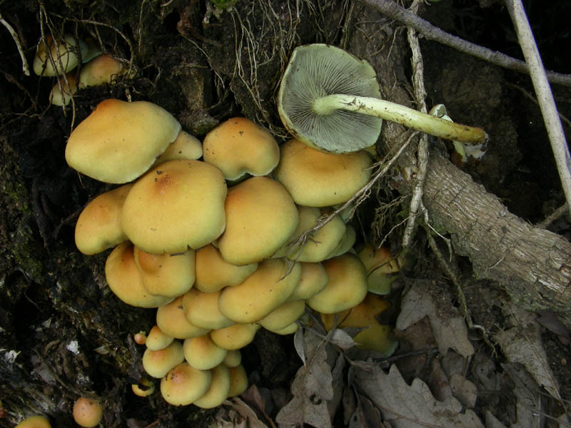 Hypholoma sublateritium?fotog.il 30.03.2010.