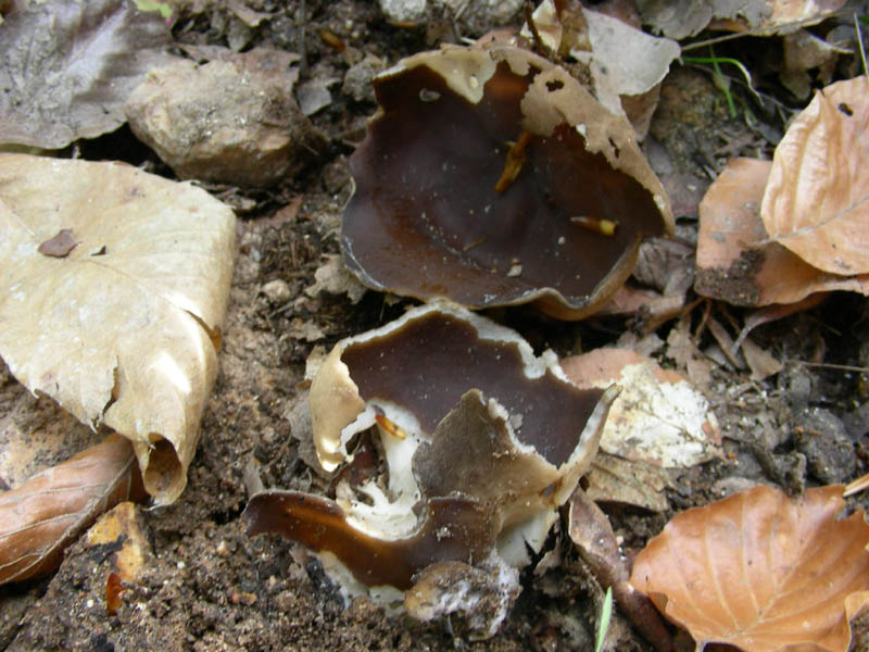 Helvella leucomelaena?