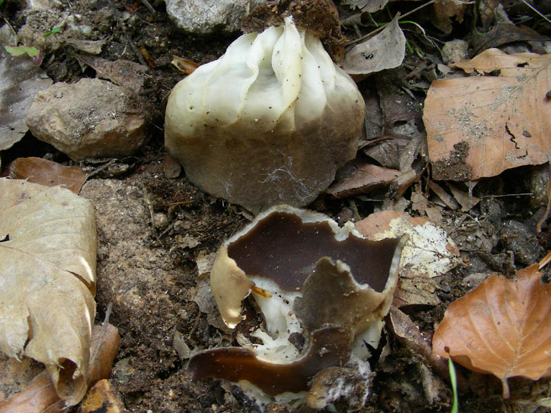 Helvella leucomelaena?