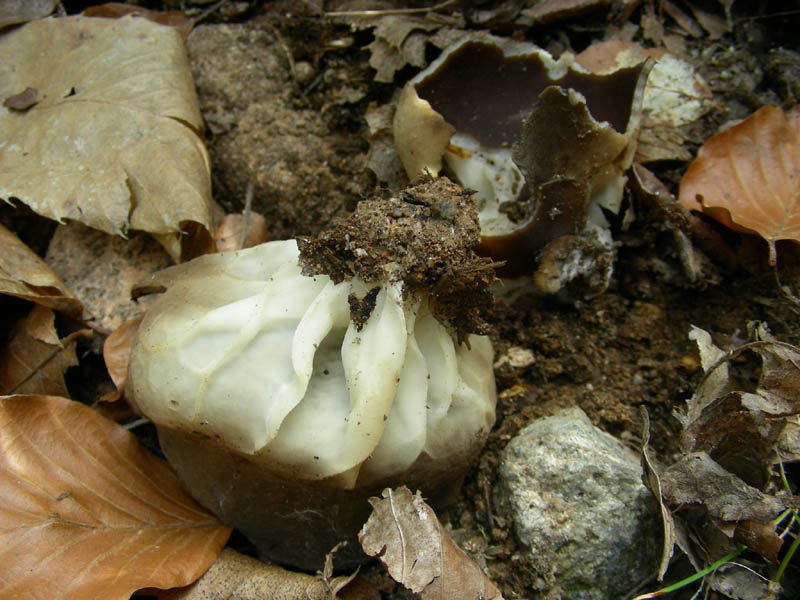 Helvella leucomelaena?