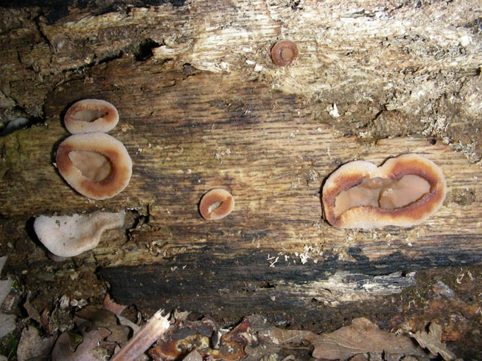 Peziza? (cfr. Auricularia auricula-judae)