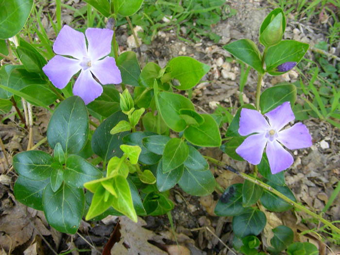 Vinca major, Lathraea squamaria  e Muscari botryoides