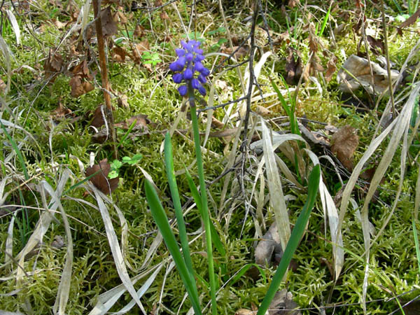 Vinca major, Lathraea squamaria  e Muscari botryoides