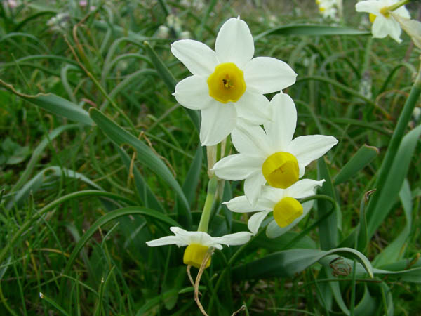 Narcissus tazetta