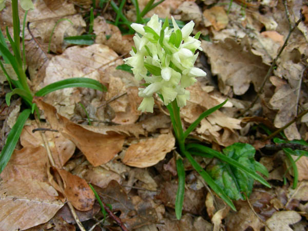 Orchidea da determinare fotog.il 31.03.09.