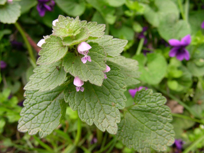 Lamium purpureum e Viola odorata